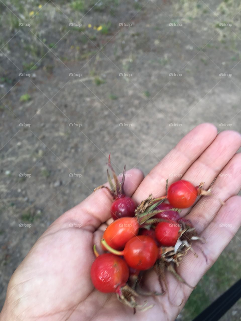 Picking Wild rose hips as fuel while hiking Buttermilk Mountain Ski area in Aspen . With an elevation of nearly 12,000 feet , I needed all the fuel I could muster 