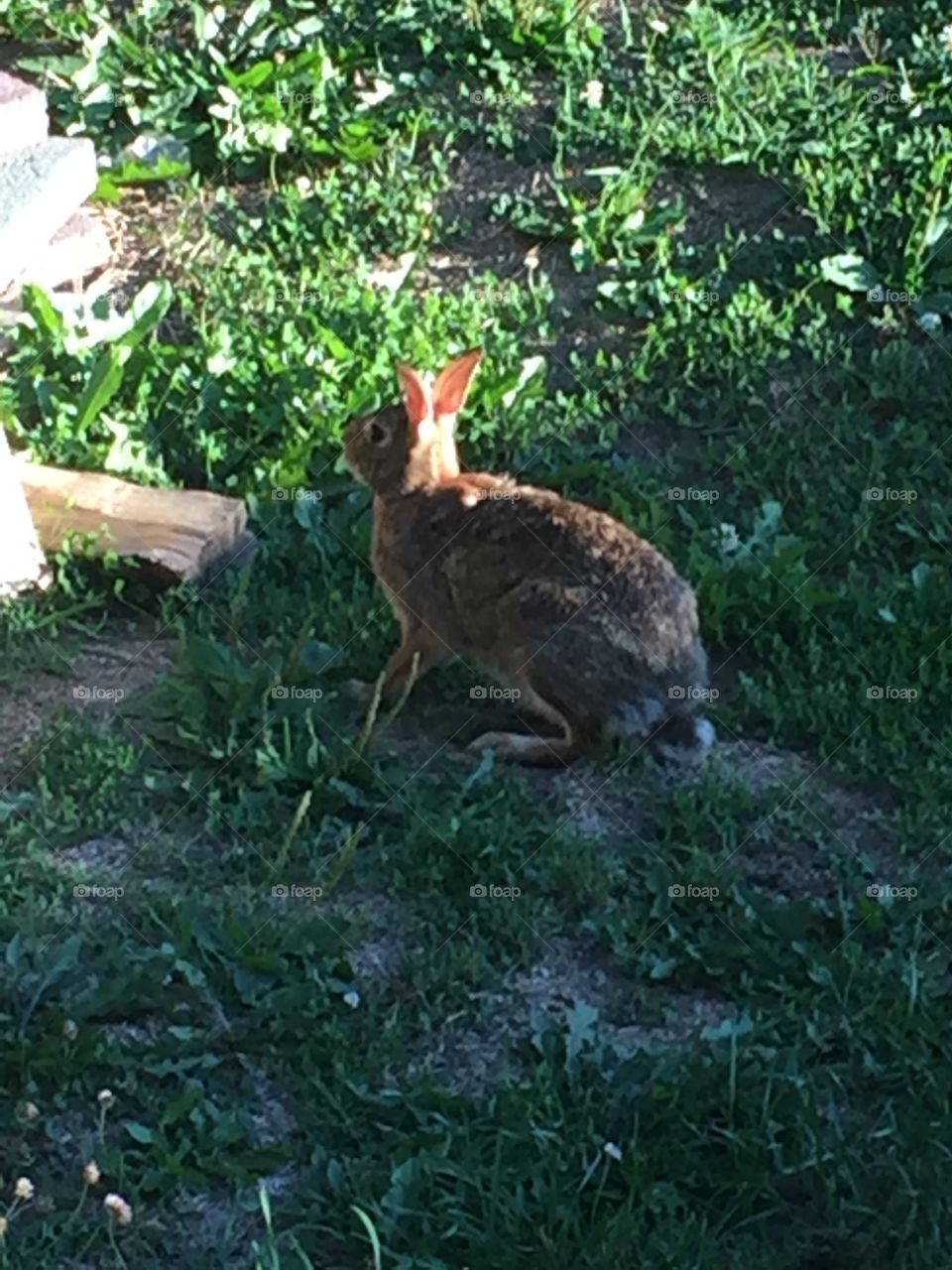 Grey bunny in the grass