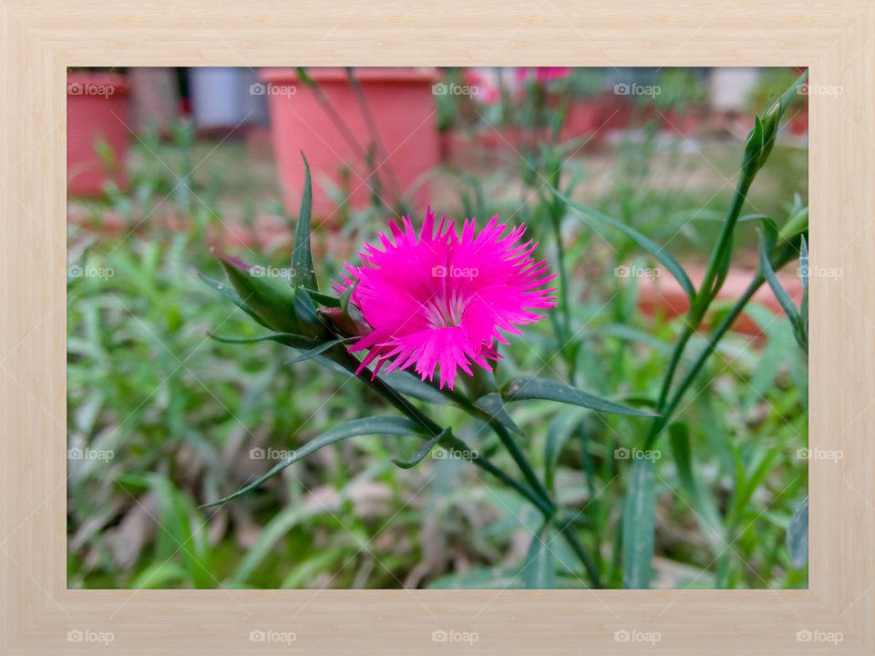 Nature, Flower, Flora, Leaf, Summer