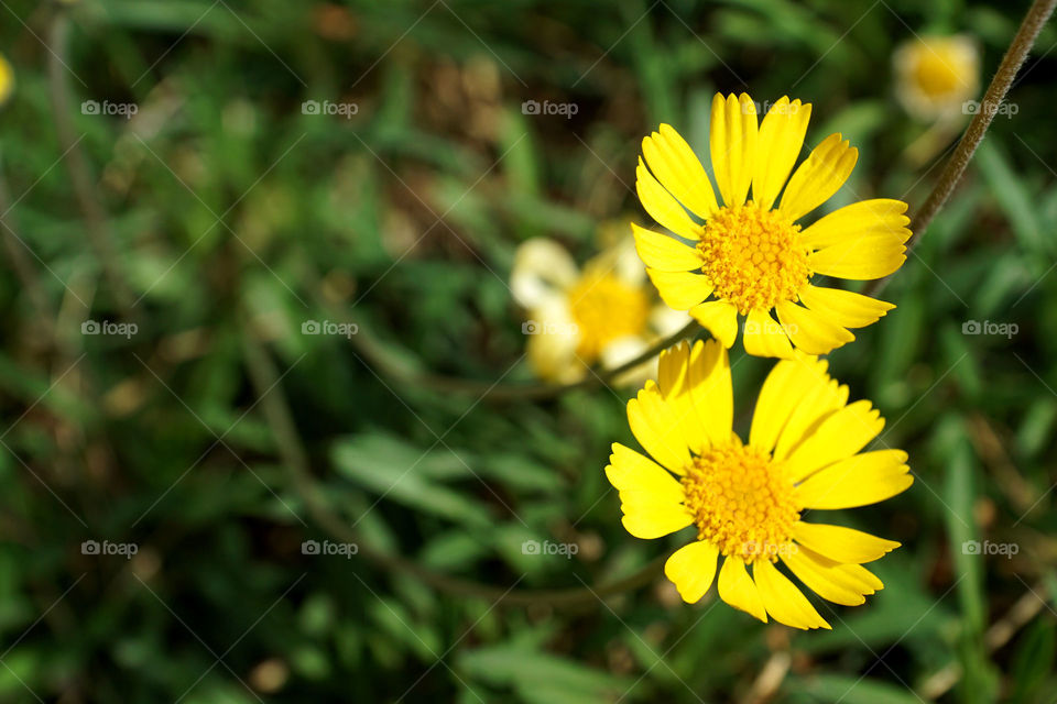 Yellow daisy 