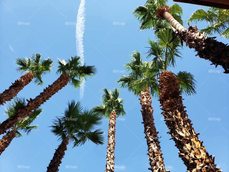 perfect palm trees on boulder highway in Las Vegas Nevada