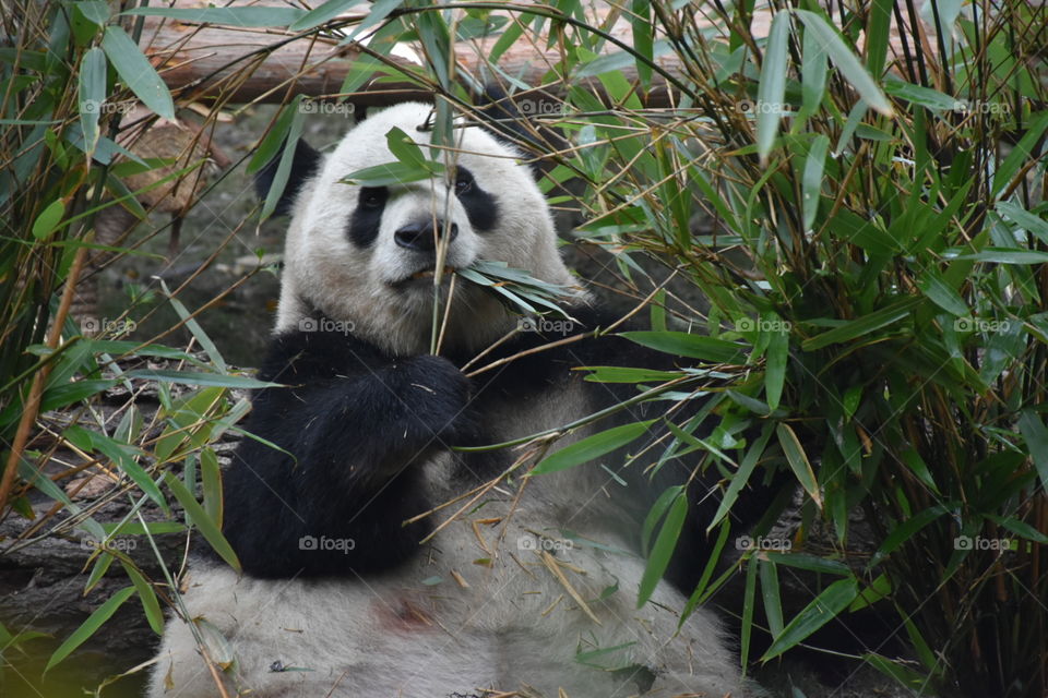 Panda dining