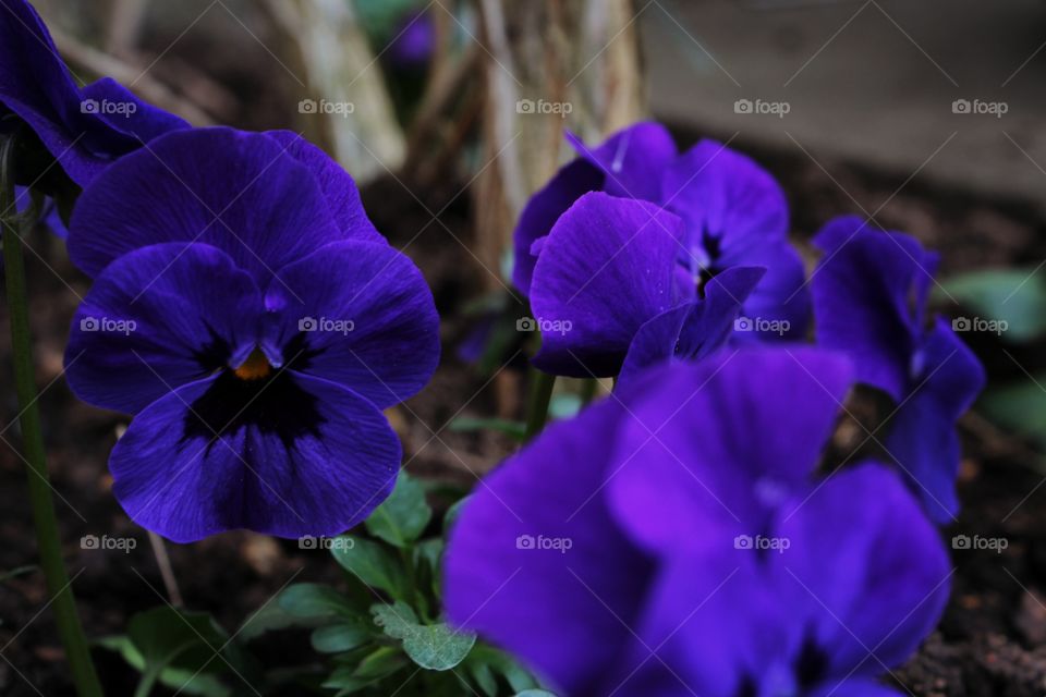 purple flowers