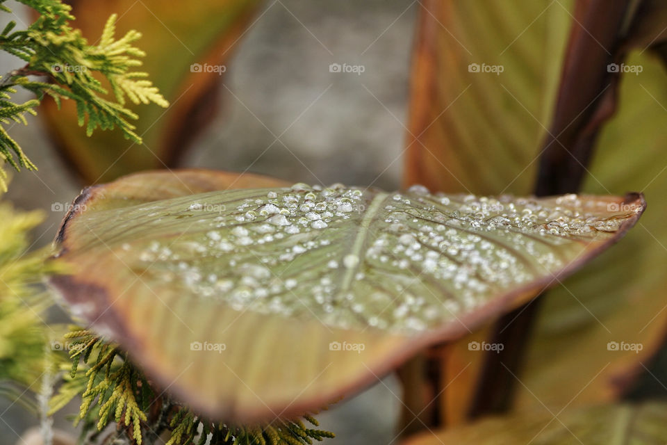 morning plant leaf dew by nader_esk