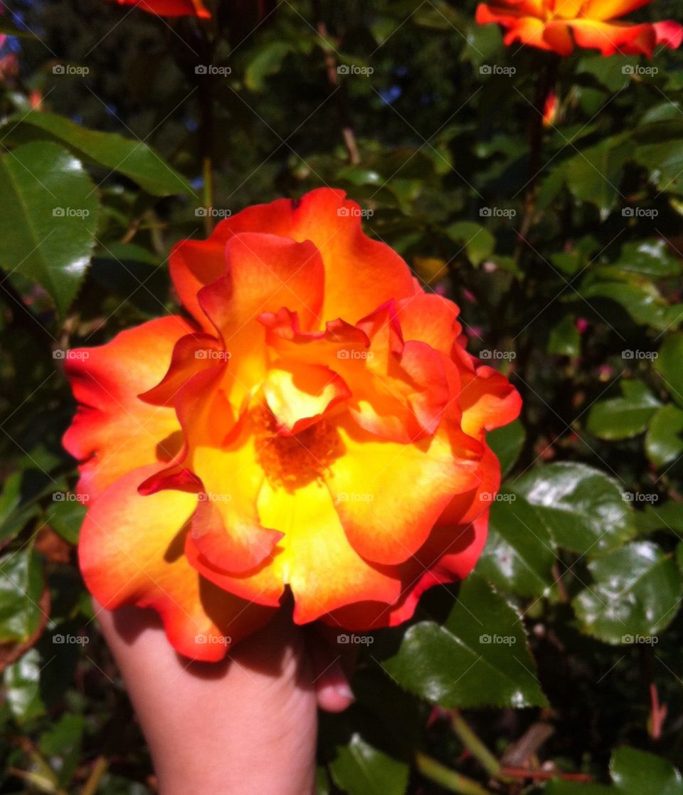 Orange and yellow Rose close up