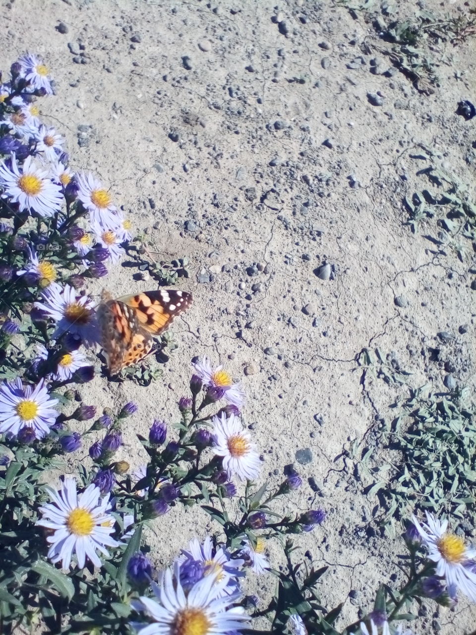 flowers and butterflies