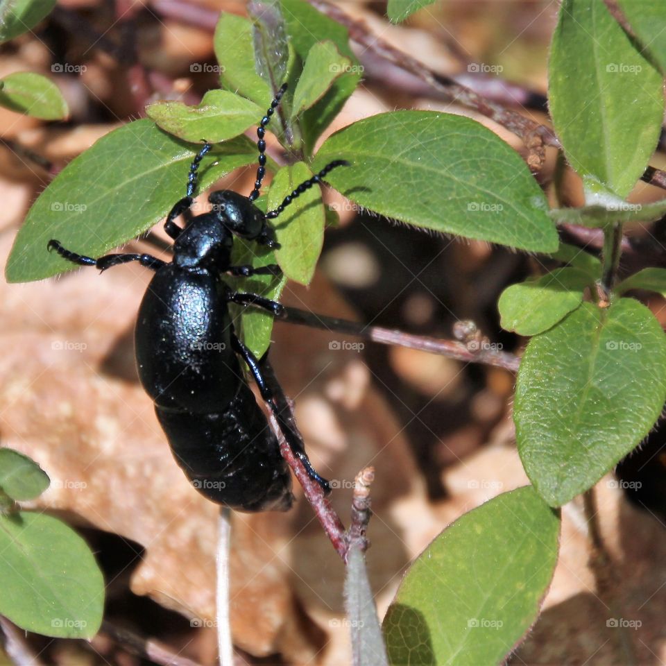 oil beetle