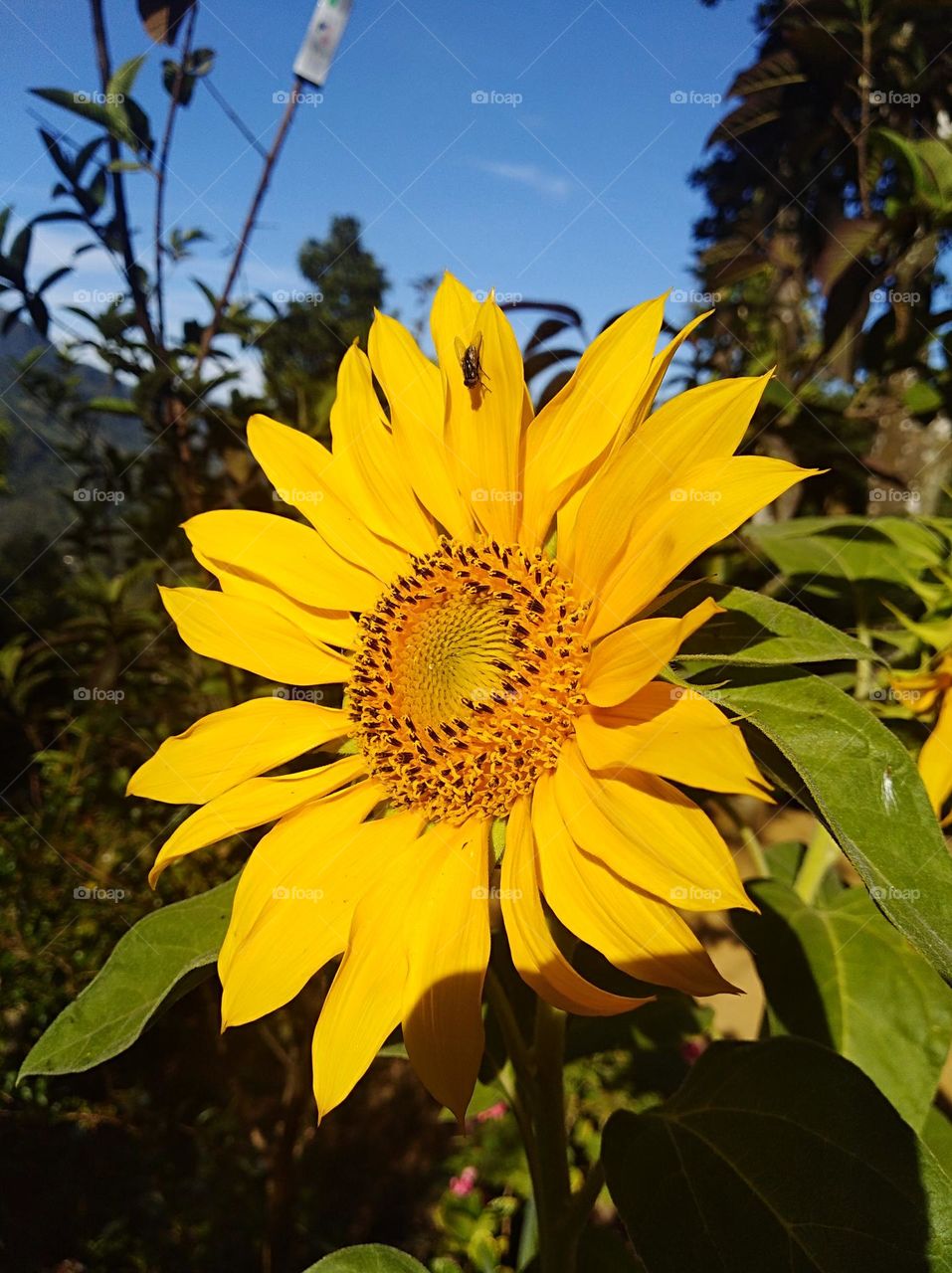 this is not sunflower