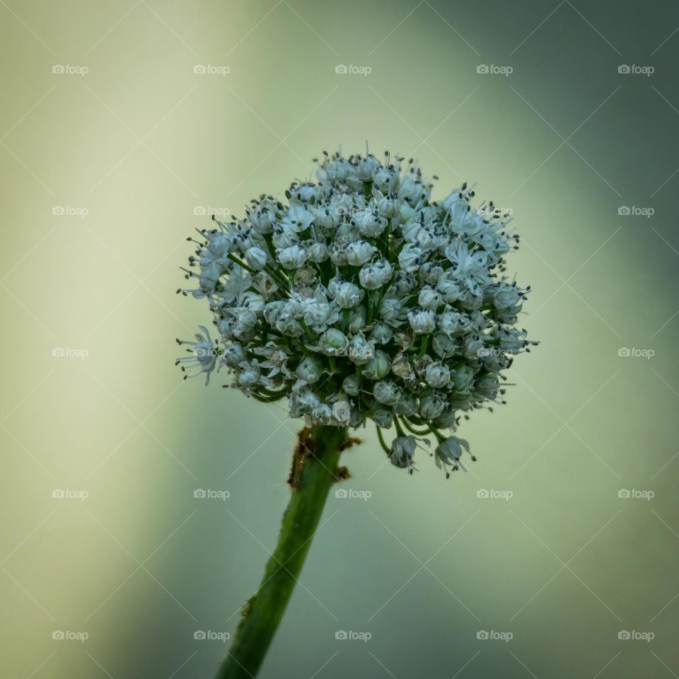 Onion flower