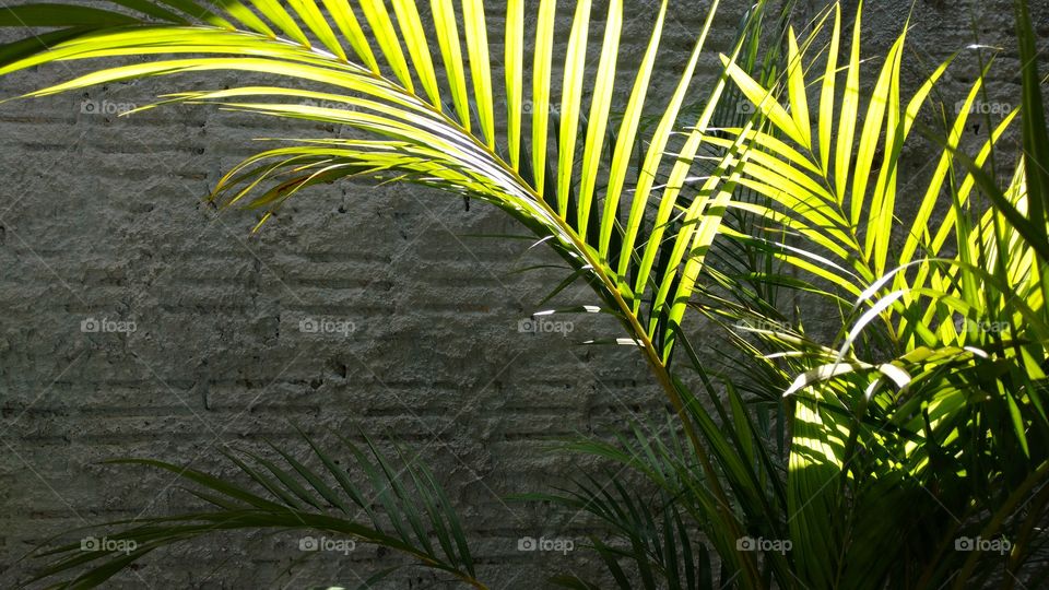 Planta, parede e luz.