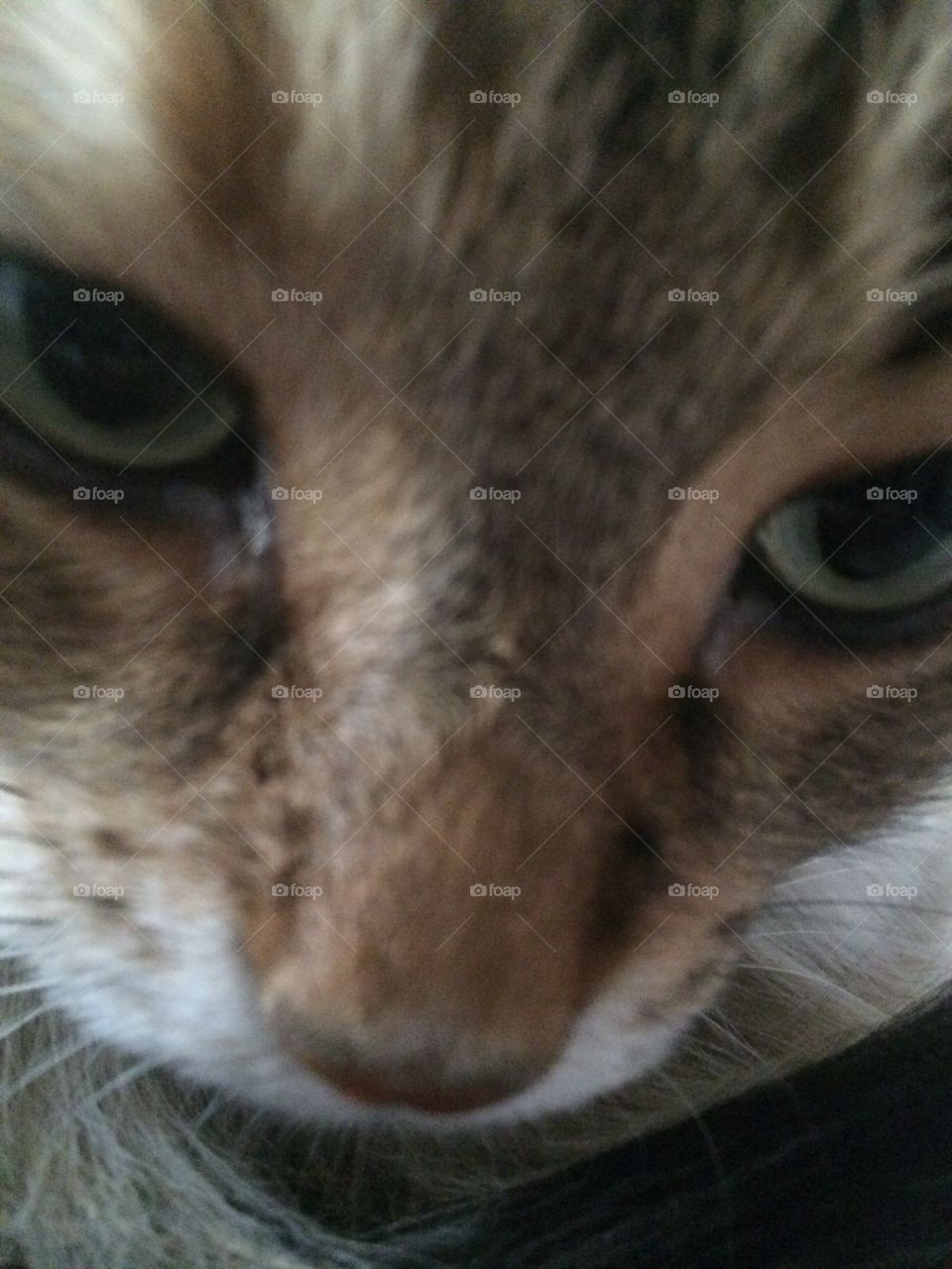 Close up kitty