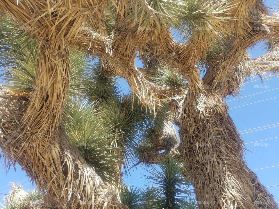 Joshua Tree Up Close