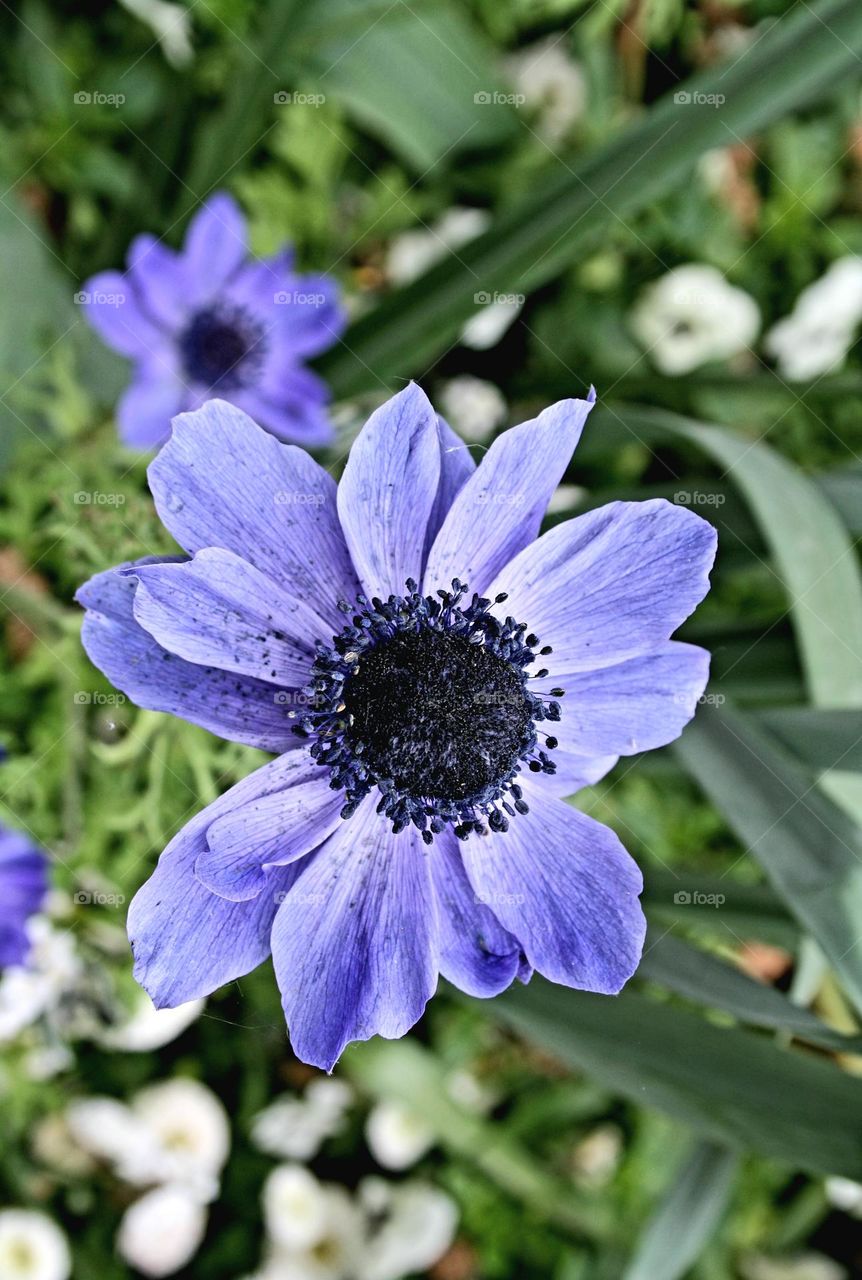 beautiful floral splendor