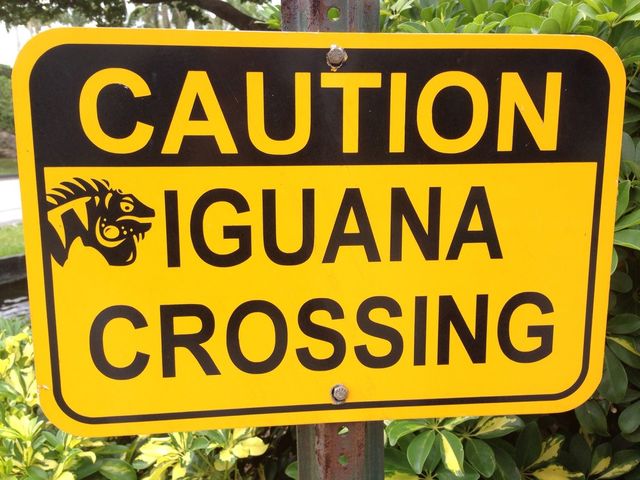 Iguana crossing 