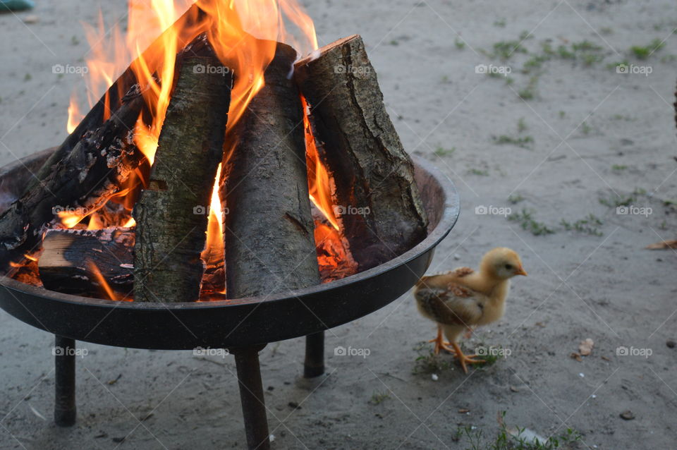 Chick with fire pit