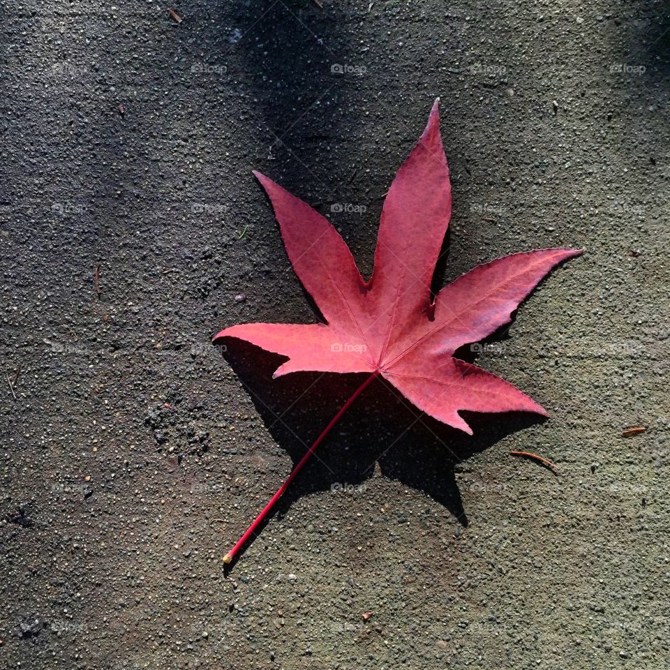 Maple leaf