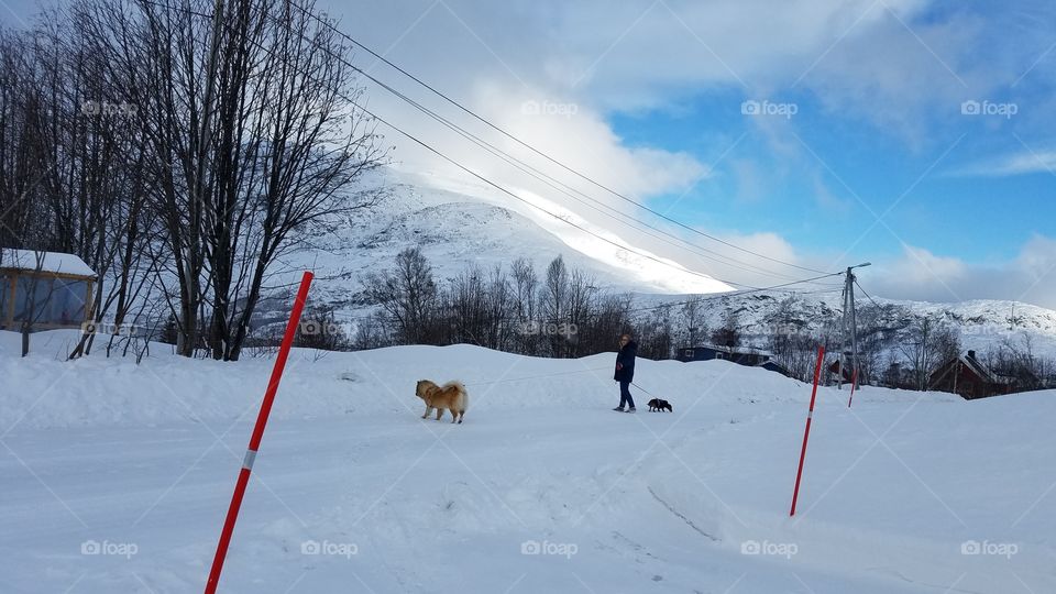 Walking dogs on the snowy road