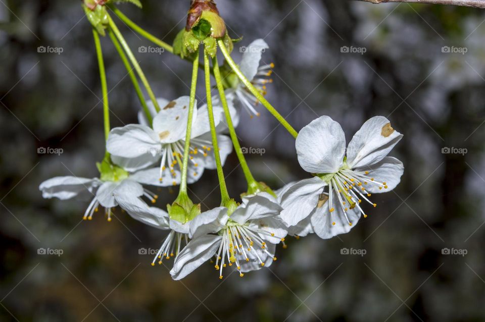 Branch of cherry blossoms during the rain.