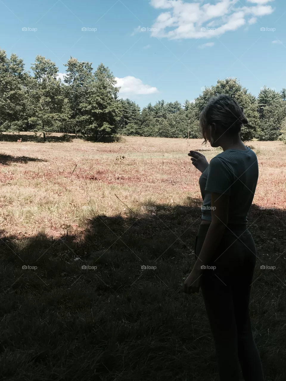 Deer 