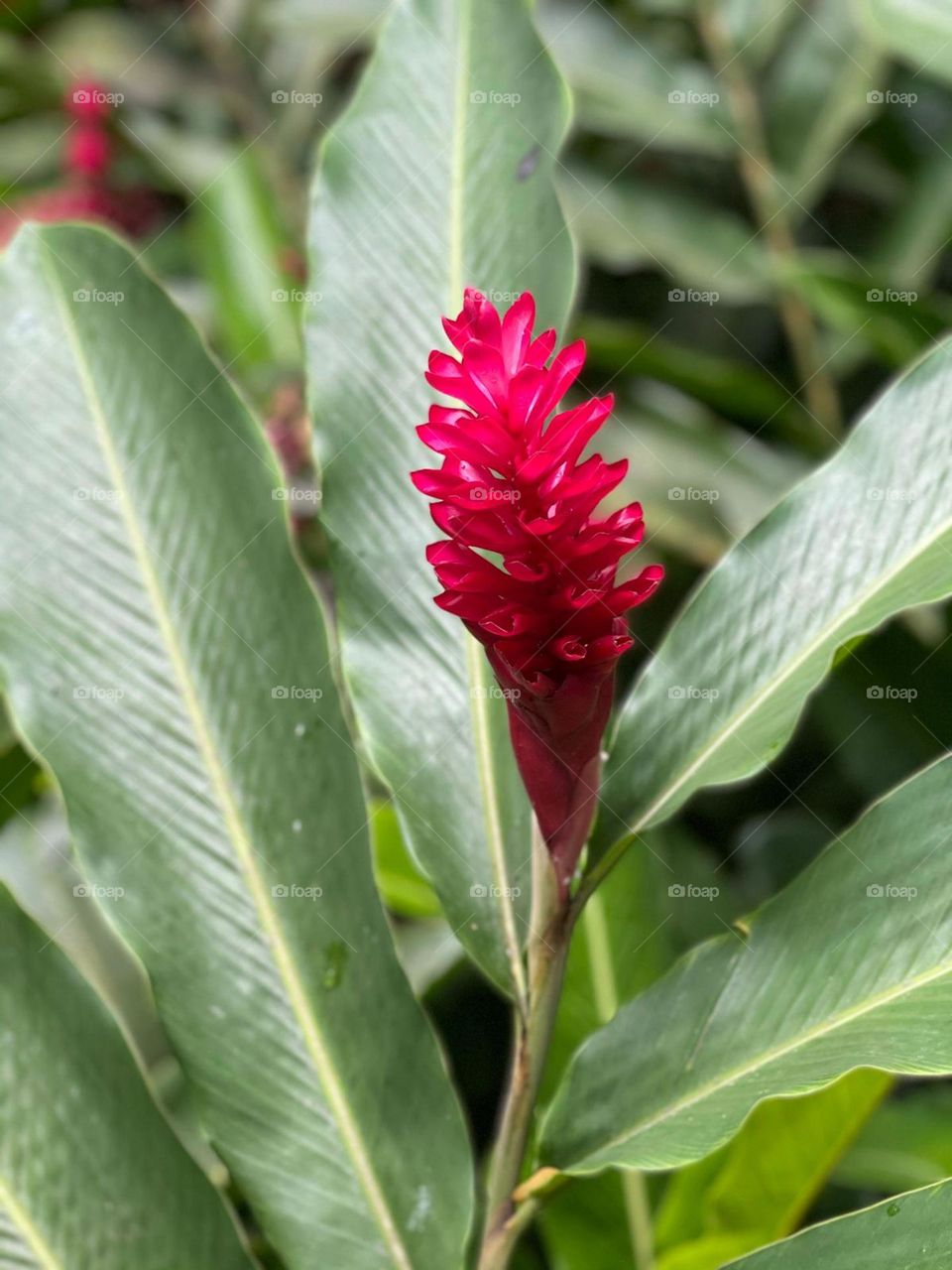 Simple and elegant red flower