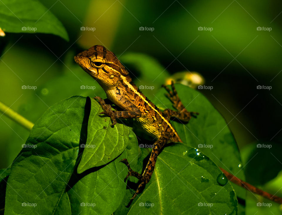 Oriental lizard  - backyard garden