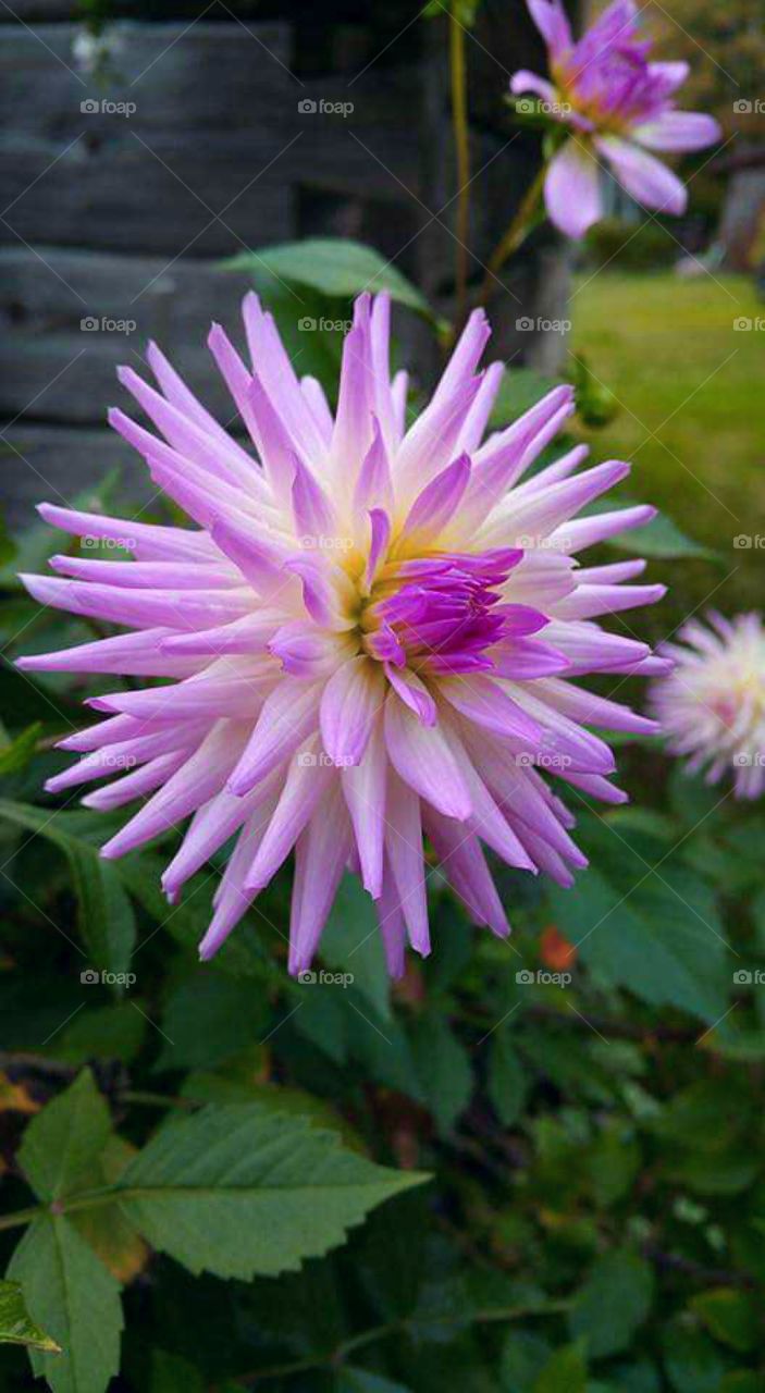 Semi Cactus Dahlia 🌵🌸
Captured While Exploring On Histotic Grounds 🏰

📍RevelStoke , British Columbia , Canada