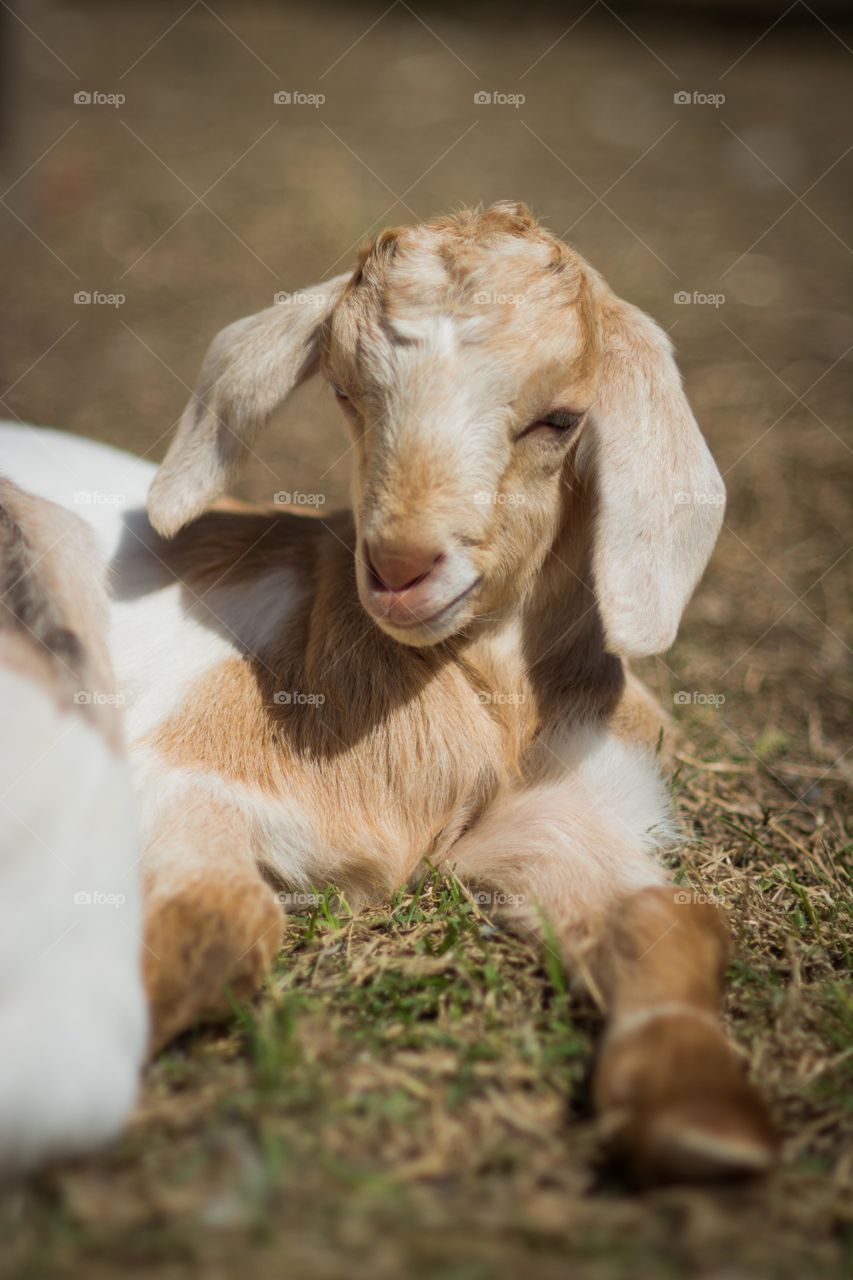 Portrait of kid goat