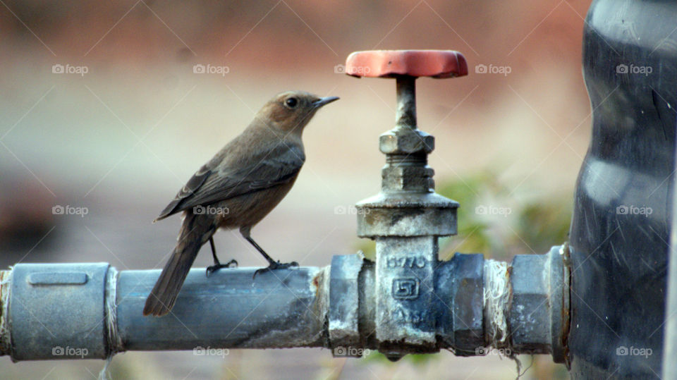 Smart bird planning how to open the tap for water.