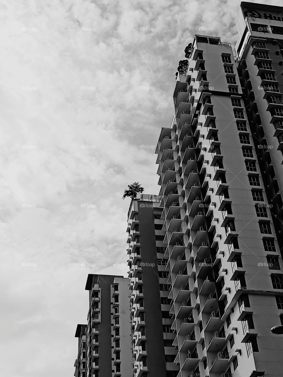 The tree on the top...