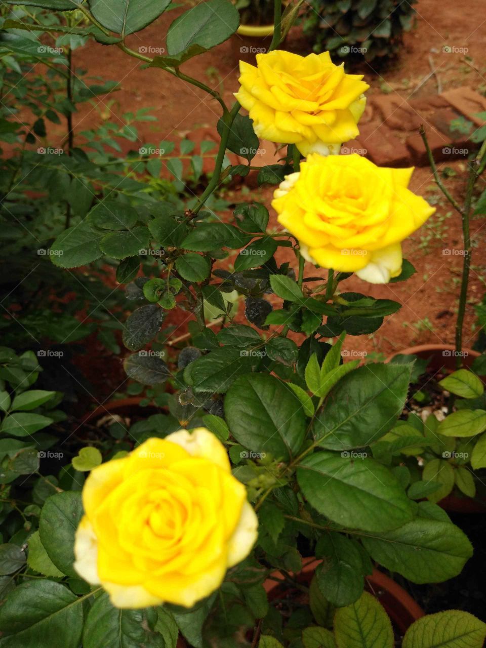 yellow roses in my garden