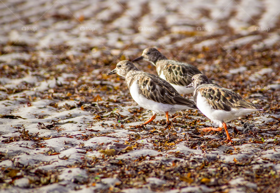 Running birds