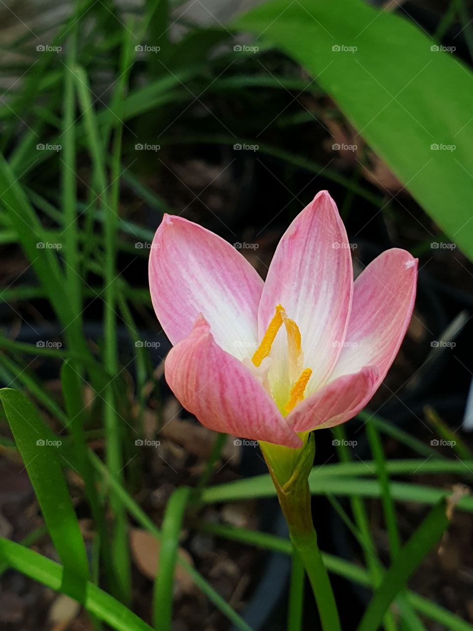 beautiful rain lilly