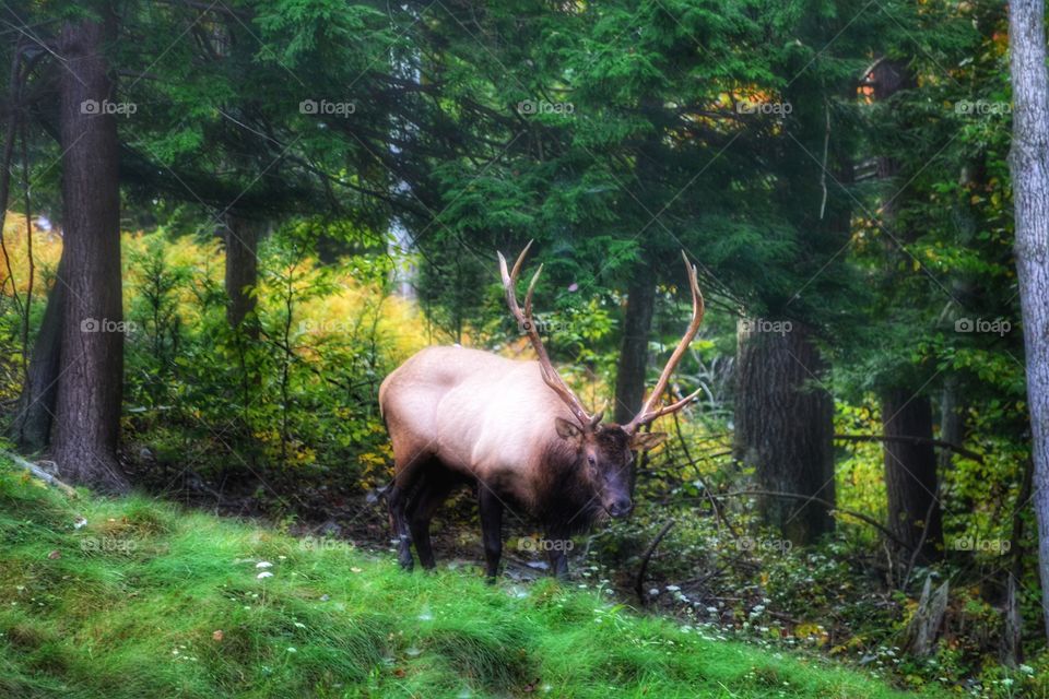 Elk making his way down a hillside in Pennsylvania.