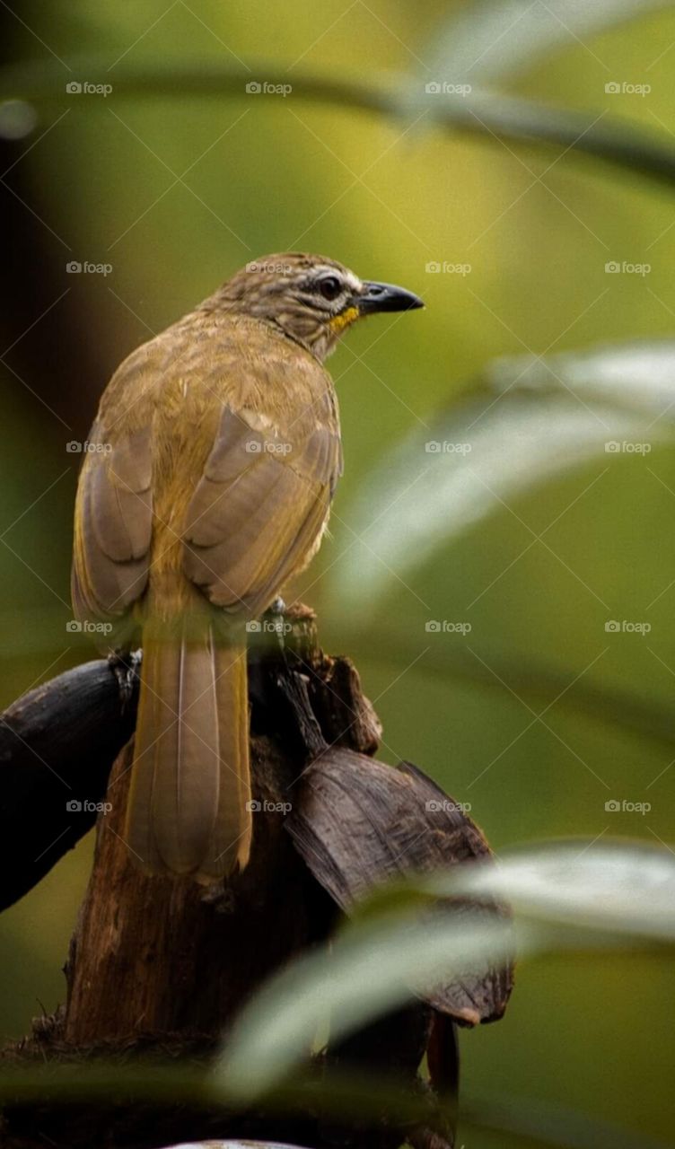 Innocent looking bird