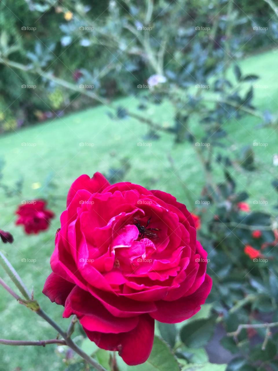 Flor roja 