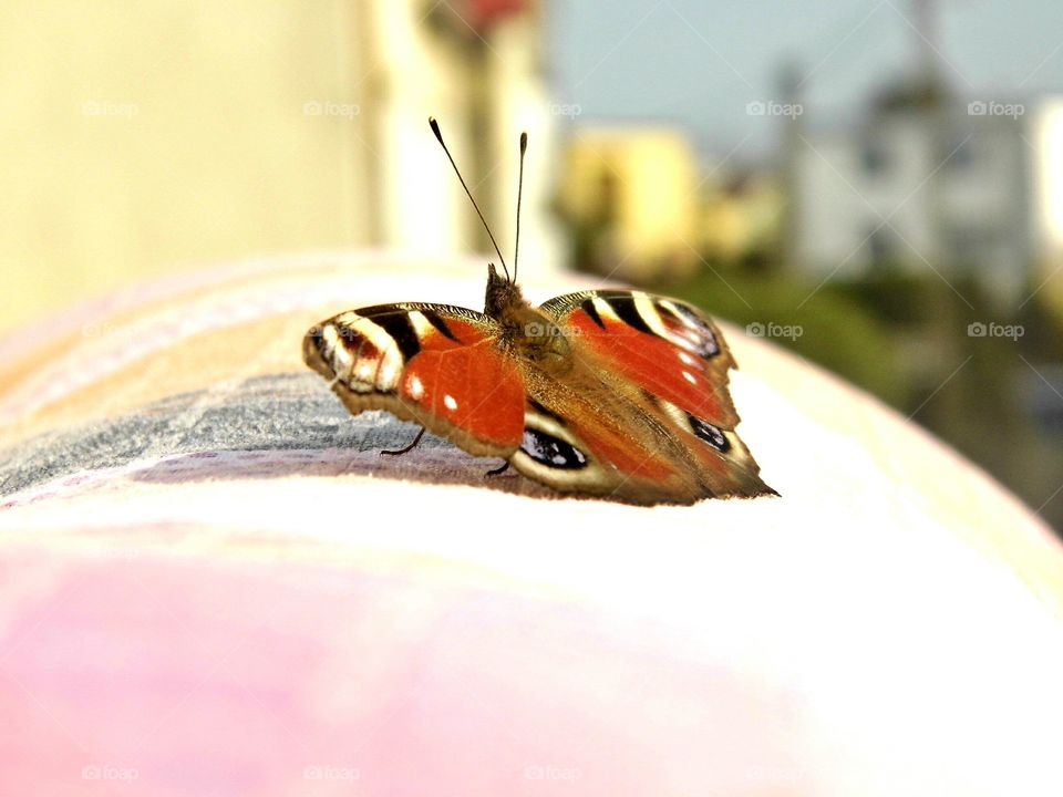 Butterfly