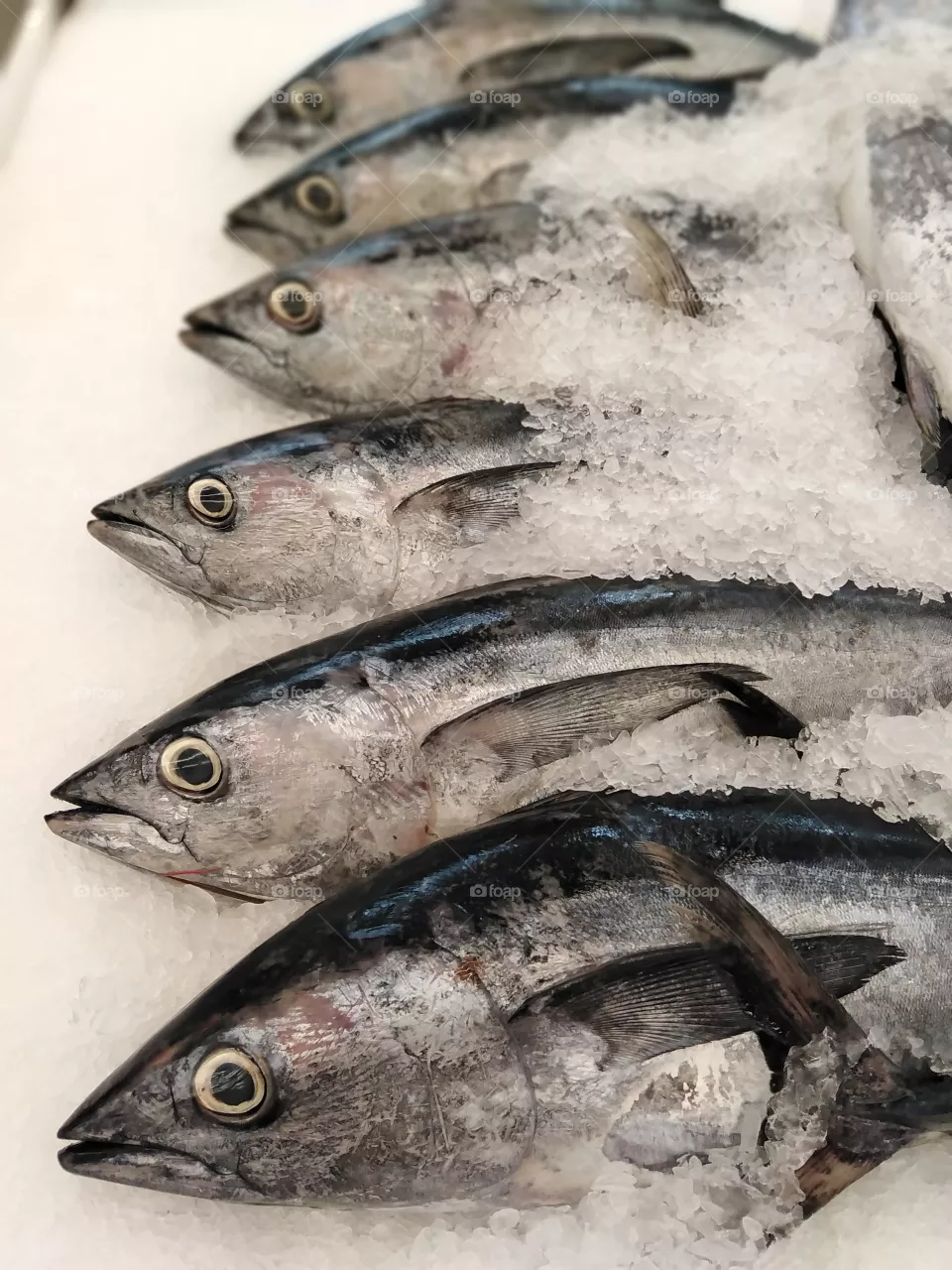 Fish
