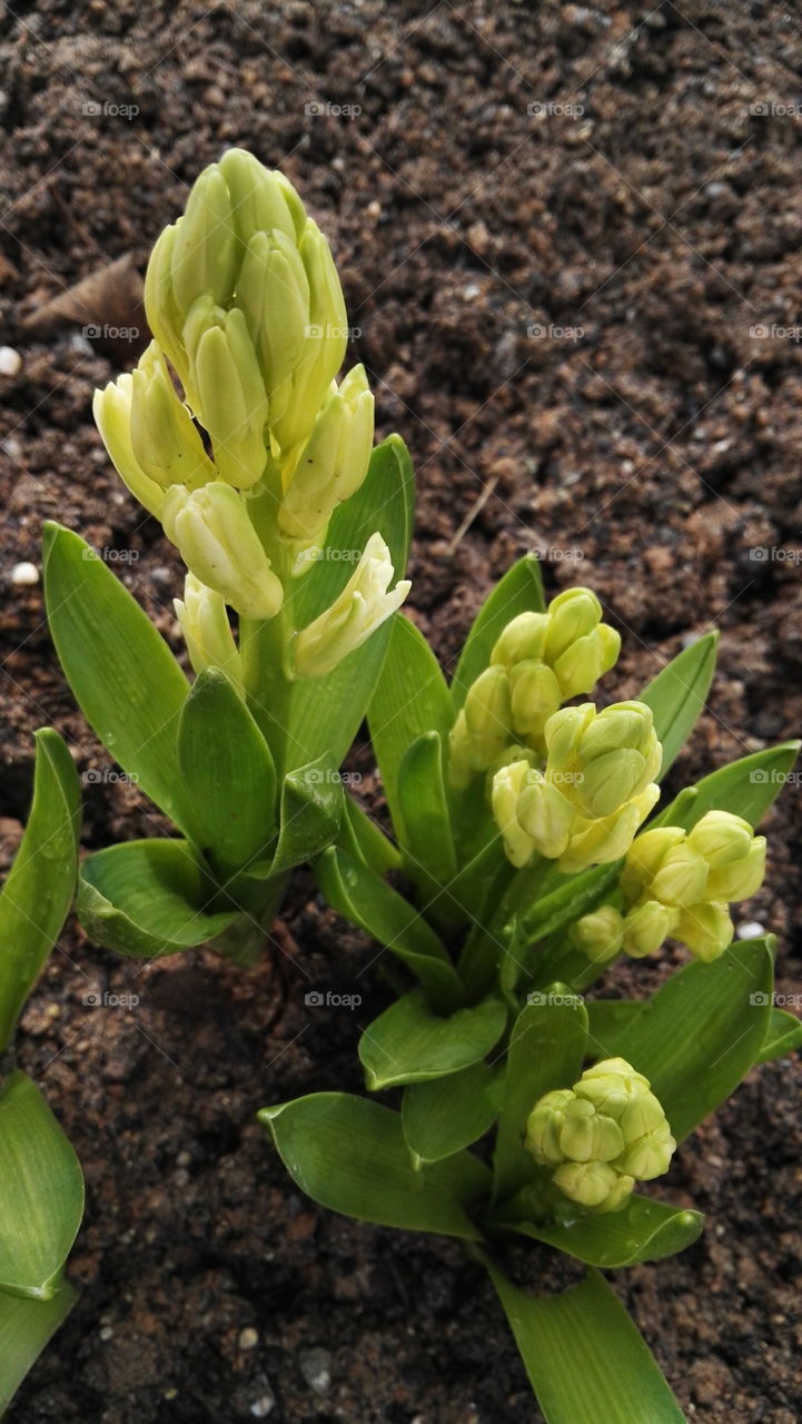 yellow and green hyacinth