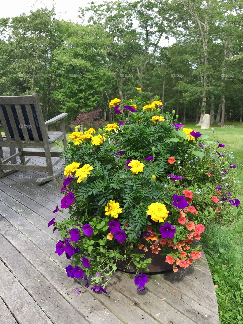 Martha's Vineyard Gardening 