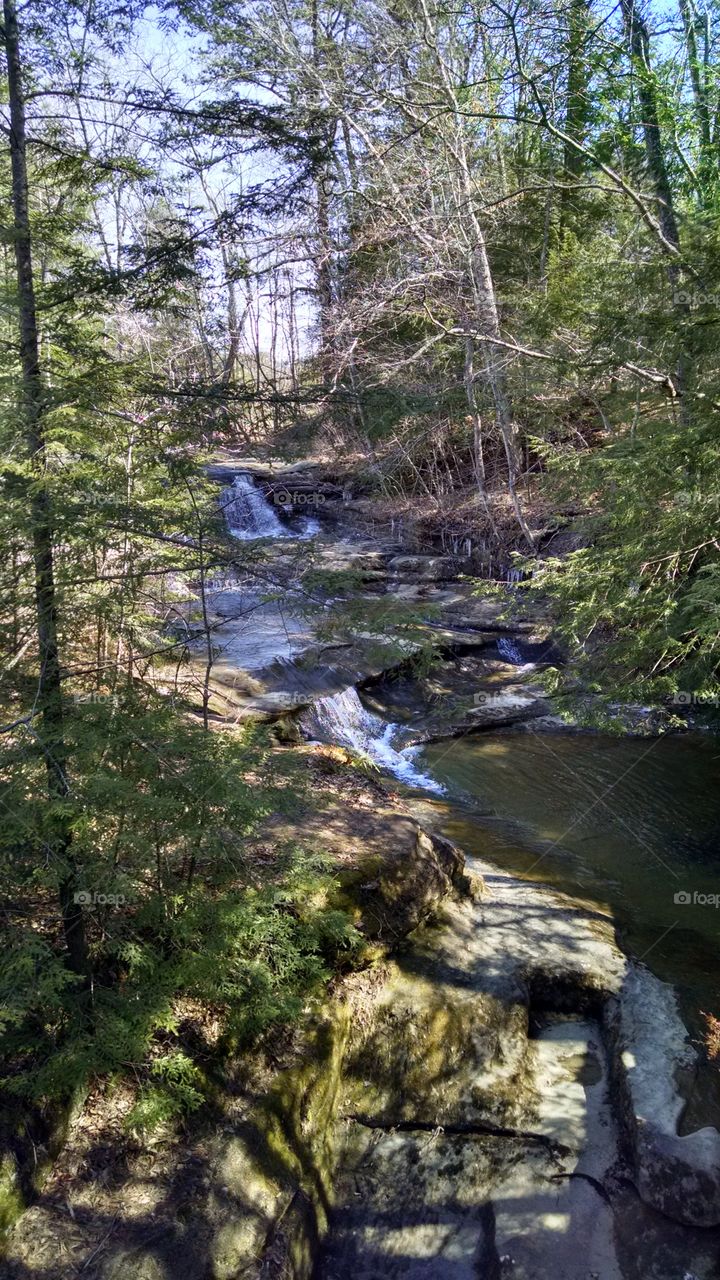 Forest and falls