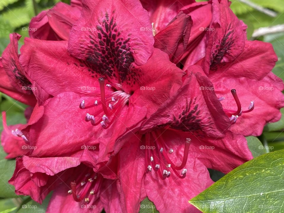 A close up of a flower
