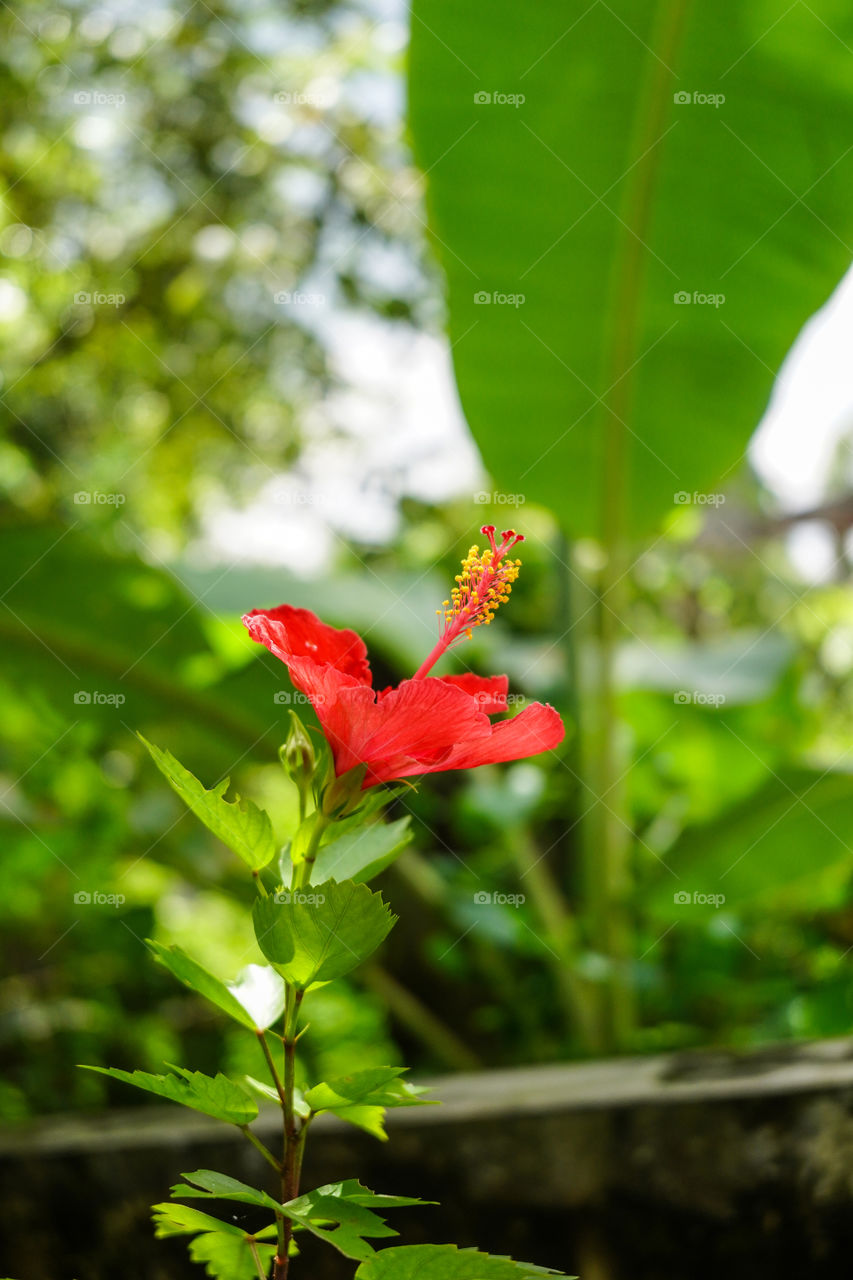 Portraits of a plant 