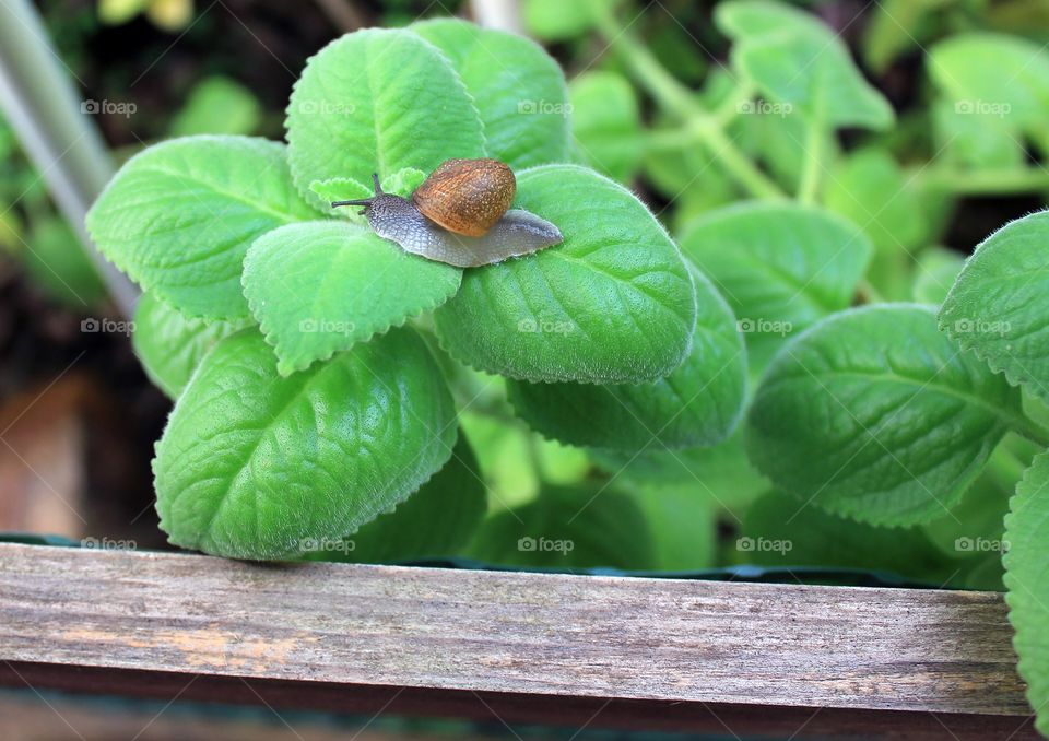 A snail on the plants