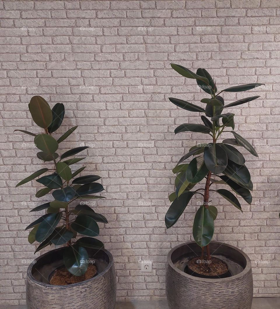 ornamental plants with a brick wall background