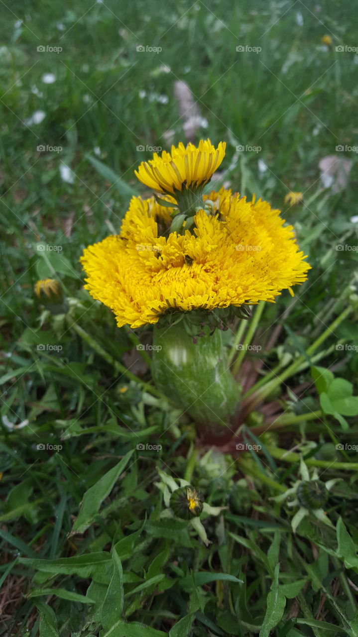 Mutant Dandelion Blooming