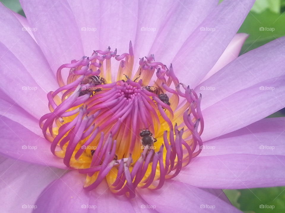 bee and lotus. i saw them in a school