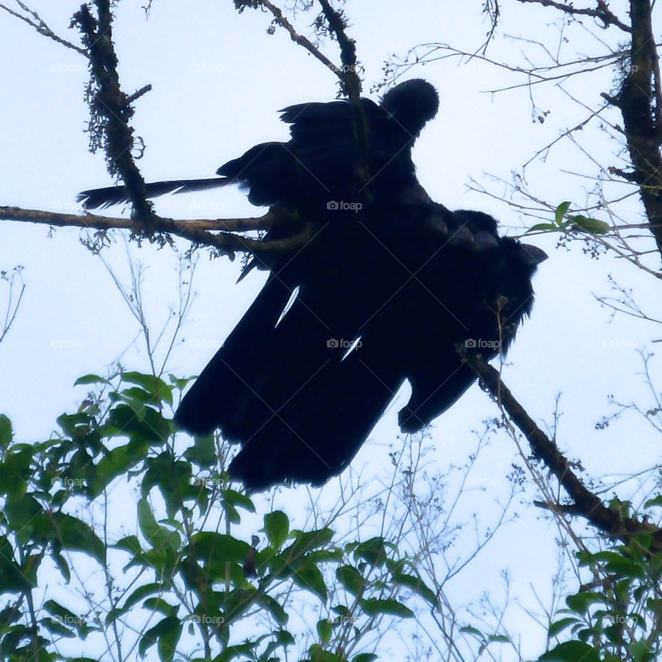 Huddle of smooth-billed Anis, Galapagos