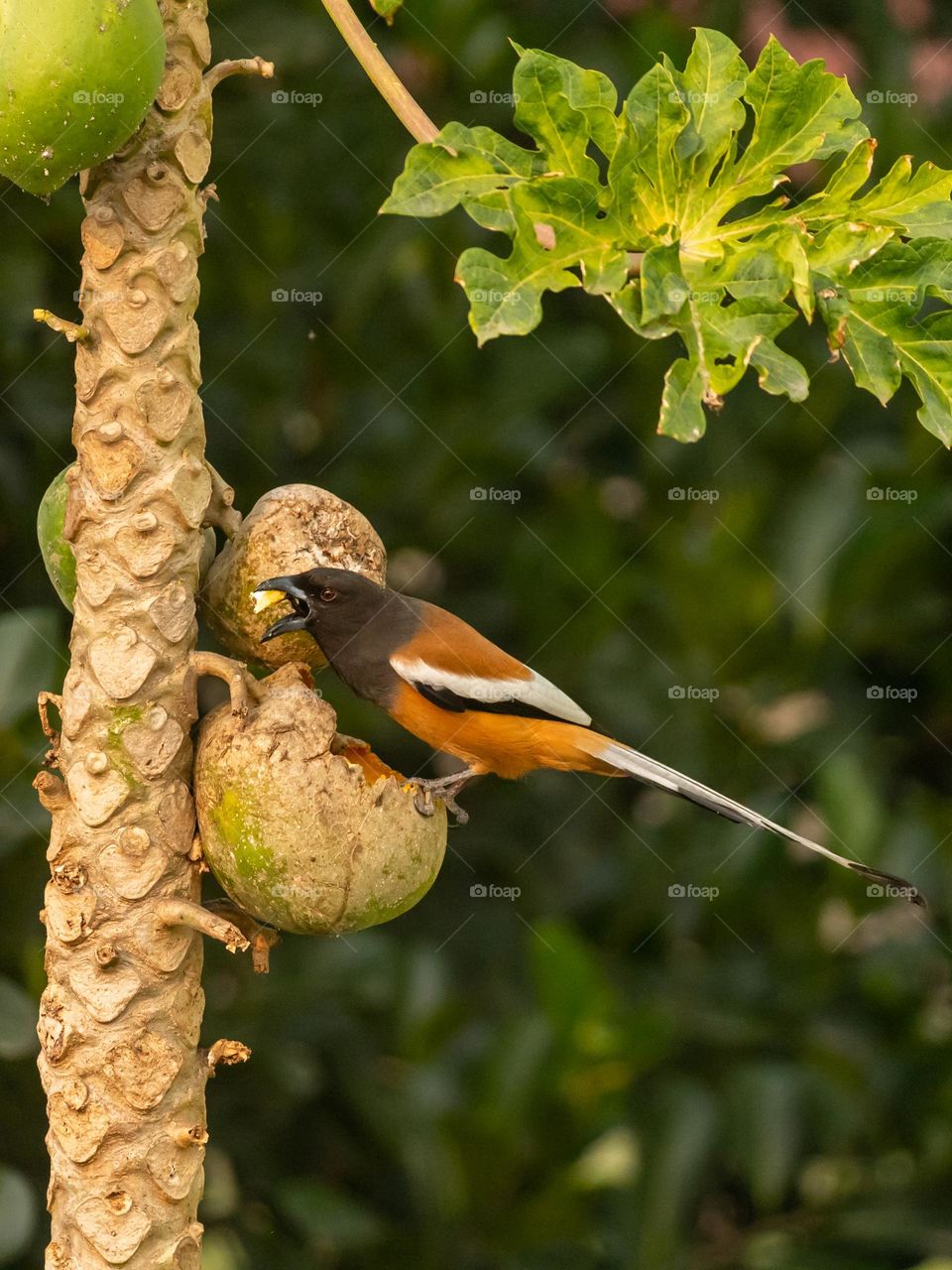 Rufous treepie