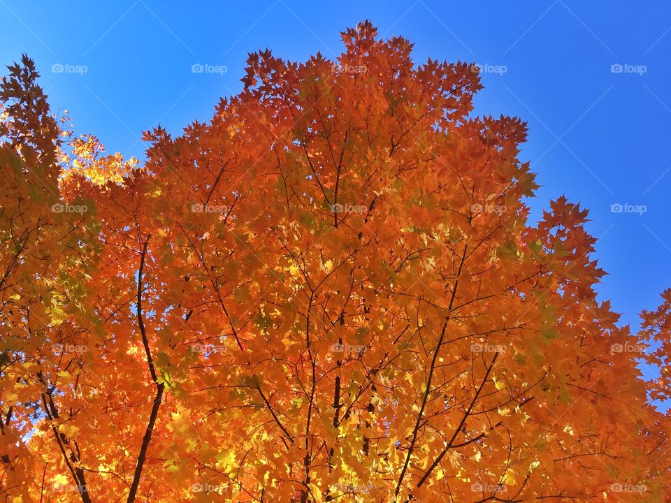 Bright fall colors . Pretty Autumn day 