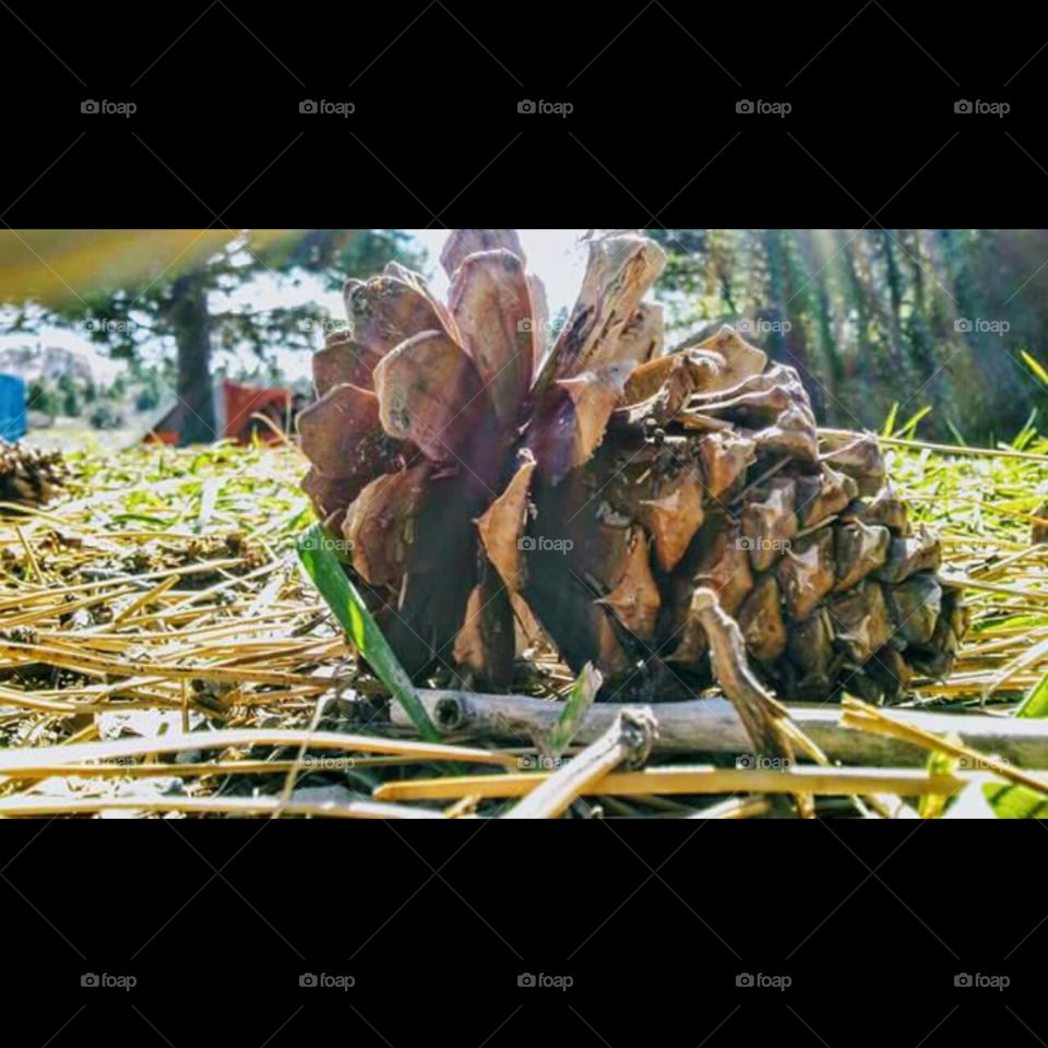 pinecone